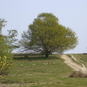 Egelsberg-im-Fruehling-19