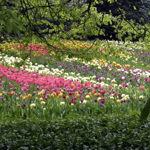 Tulpenmeer im Park von Schloss Dyck