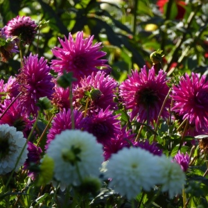 Schloss Dyck mit B. 37