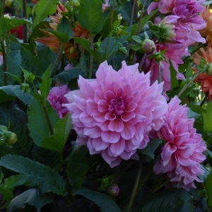 Schloss Dyck mit B. 36