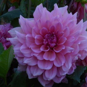 Schloss Dyck mit B. 12