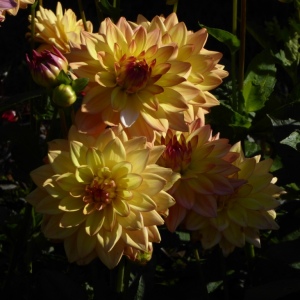 Schloss Dyck mit B. 13