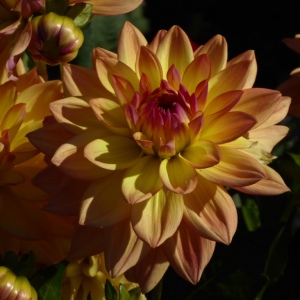 Schloss Dyck mit B. 14