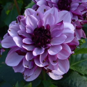 Schloss Dyck mit B. 22