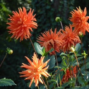 Schloss Dyck mit B. 21