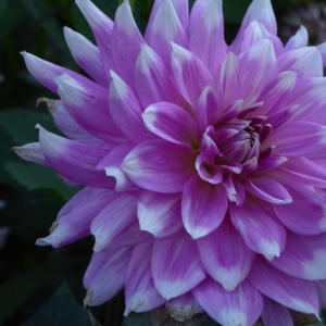 Schloss Dyck mit B. 20