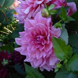 Schloss Dyck mit B. 28