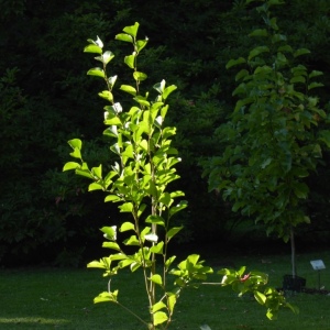 Schloss Dyck mit B. 06