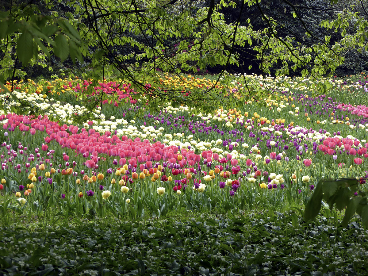 Schloss Dyck – Die Tulpen