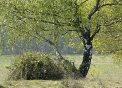 Auf dem Egelsberg im Fruehling