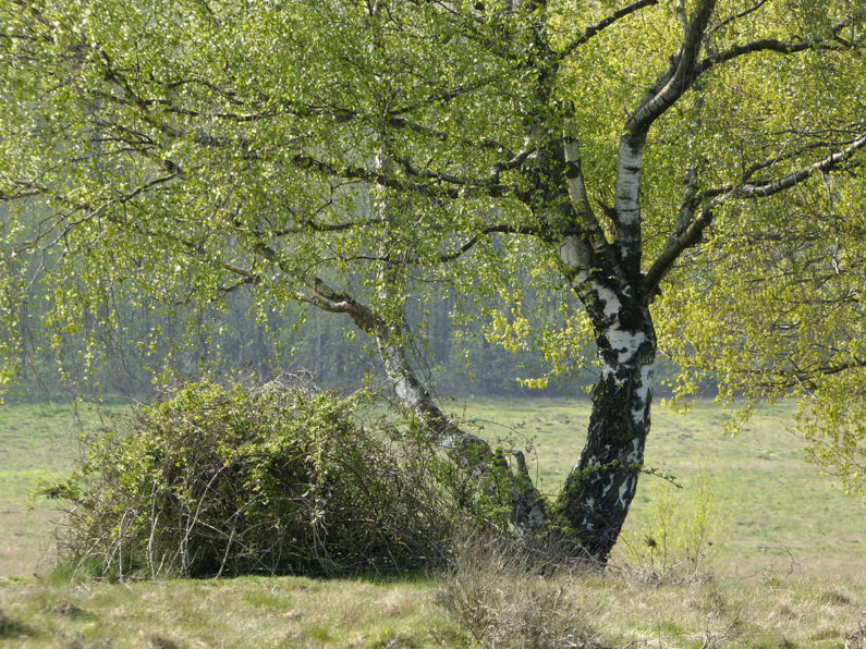 Egelsberg-im-Fruehling-16